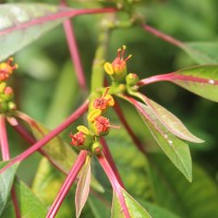 Euphorbia pulcherrima Willd. ex Klotzsch